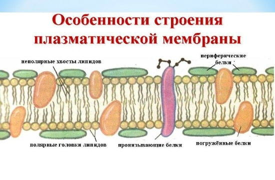 cutoplazmaticheskaya_membrana_lechis_113w-min