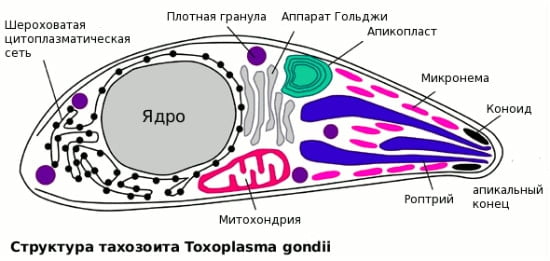 формы токсоплазмой