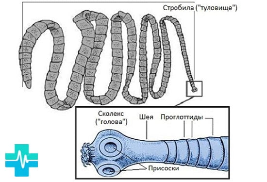 Строение паразита "лентец широкий" - картинка на gemoparazit.ru