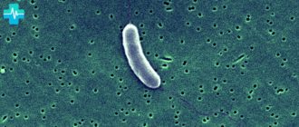 Бактерия холеры