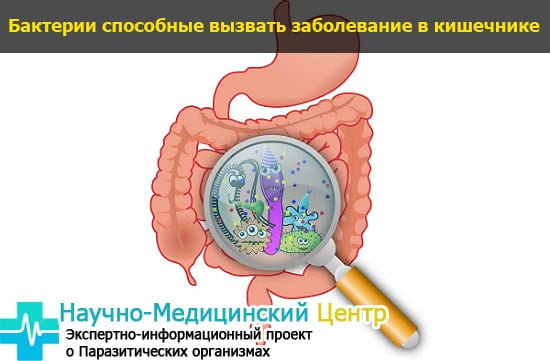 Многие бактерии вызывают у человека болезни