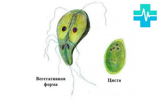 Размножение бактерий схема 38