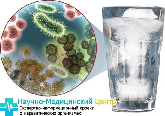 Полезные и вредные бактерии в воде