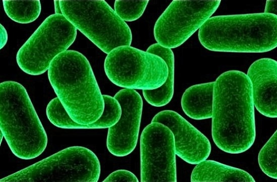 Список полезные бактерии в организме человека thumbnail