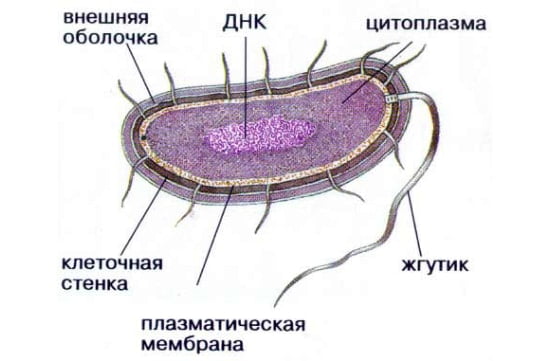 kletka_bakterii_stryktyra_lechis_111w-min