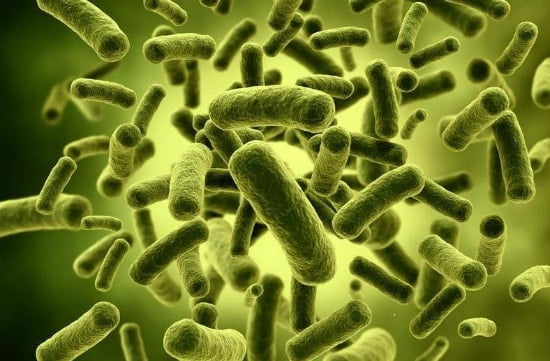 Бактерии полезны для человека где они живут thumbnail