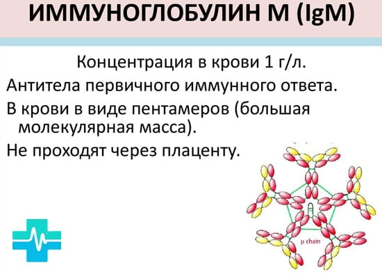 Иммуноглобулин M или igm