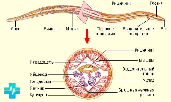Строение гельминта - картинка на gemoparazit.ru Строение гельминта - картинка на gemoparazit.ru