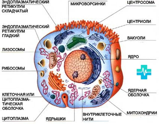 Каким свойством обладает цитоплазматическая мембрана