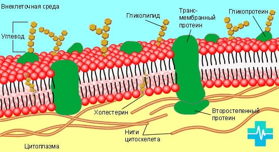 Каким свойством обладает цитоплазматическая мембрана