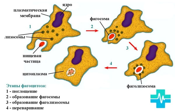 Каким свойством обладает цитоплазматическая мембрана