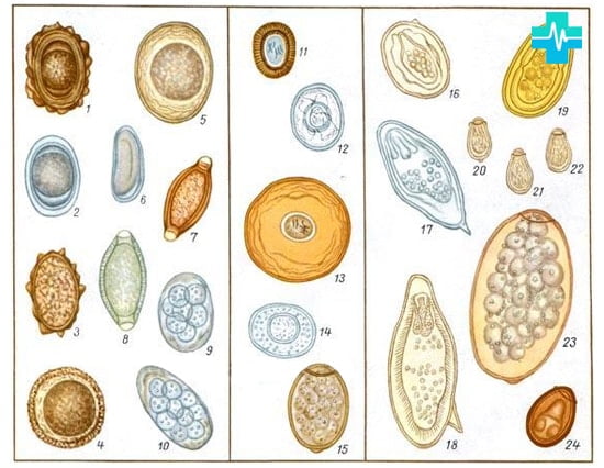 Виды яиц глистов - картинка на gemoparazit.ru