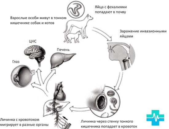 Заражение паразитами - картинка на gemoparazit.ru Заражение паразитами - картинка на gemoparazit.ru