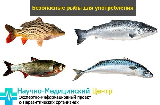 Описторхоз в рыбьем жире