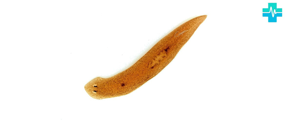Плоские черви