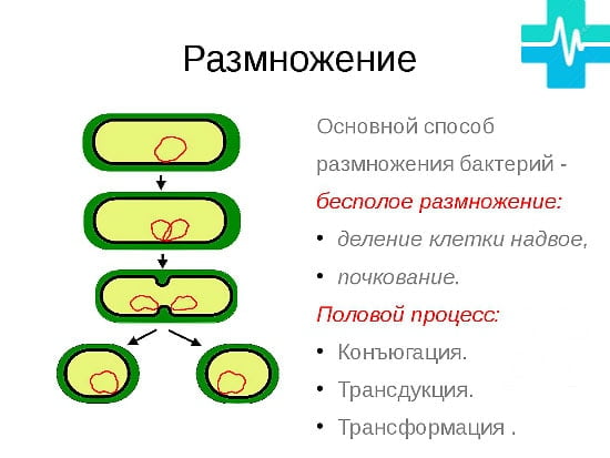 Размножение бактерий схема 37