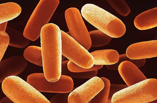 Разновидности бактерий