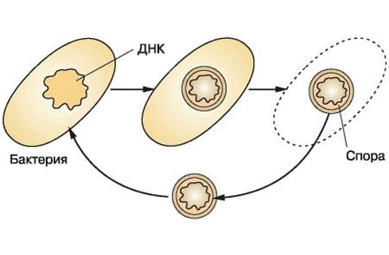 Размножение бактерий схема 36