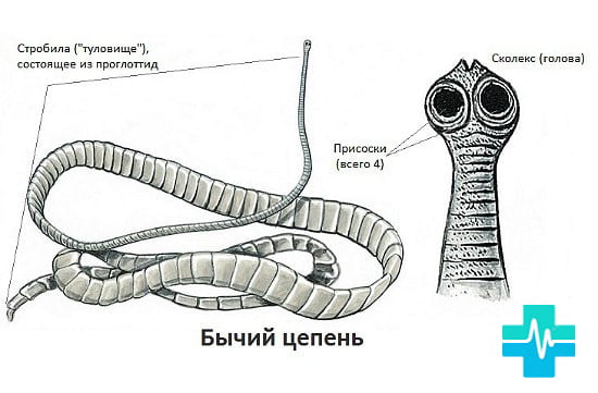 Строение бычьего цепня - картинка на gemoparazit.ru