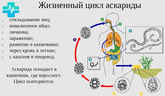 Жизненный цикл аскариды - фото на gemoparazit.ru