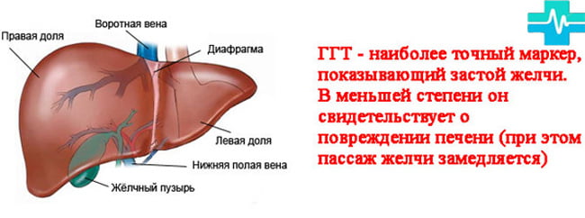 Что такое ГГТ ? - рисунок на gemoparazit.ru