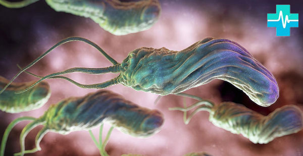 Хеликобактер пилори бактерия - фото на gemoparazit.ru