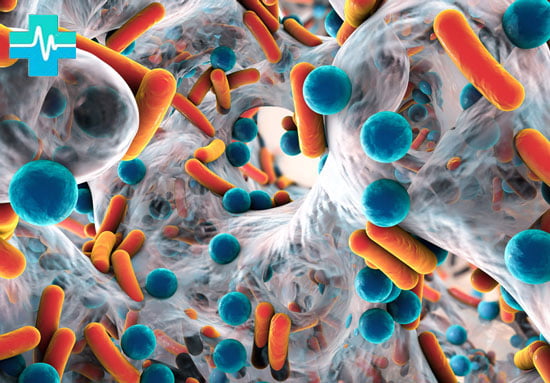 Бактерии организма - изображение на gemoparazit.ru