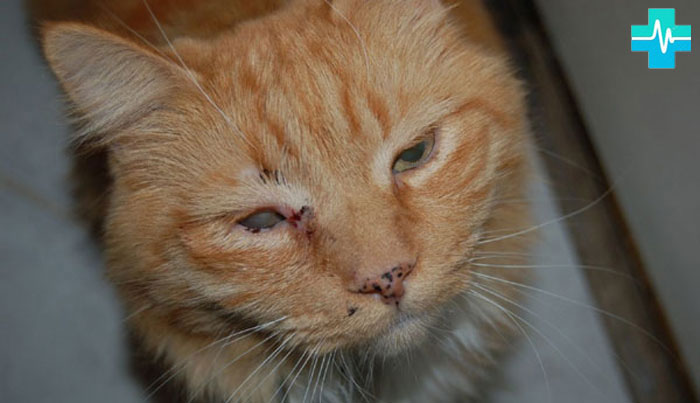 Кошка пораженная хламидиозом - фото на gemoparazit.ru