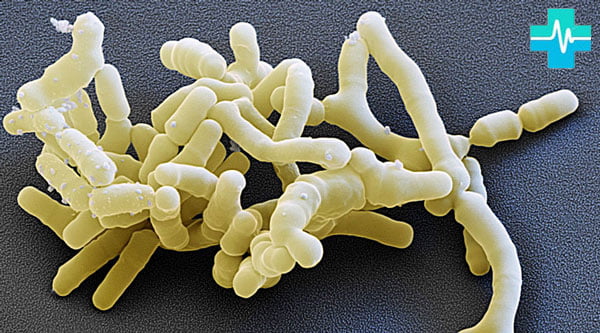 Бифидобактерии - фото на gemoparazit.ru
