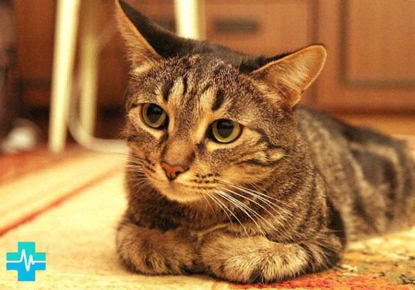 Диагностика хламидиоза у кошек - изображение на gemoparazit.ru