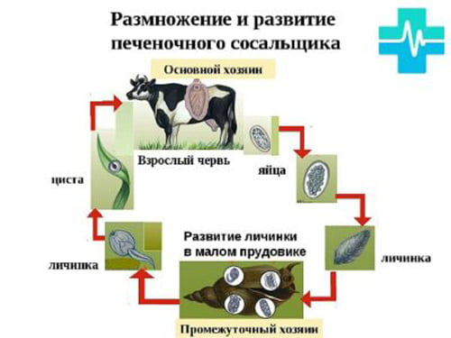 Размножение паразита - картинка на gemoparazit.ru