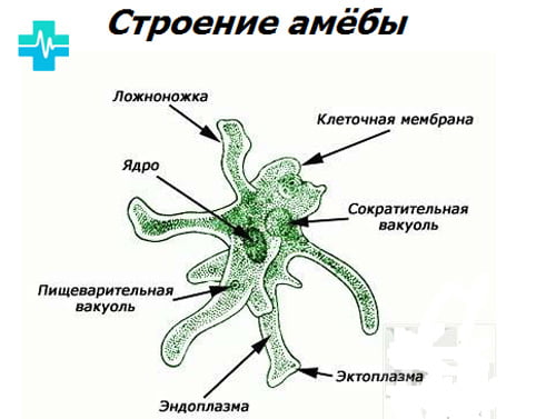 Строение клетки амебы - картинка на gemoparazit.ru