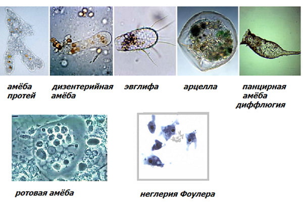 Разнообразие видов амебы - картинка на gemoparazit.ru
