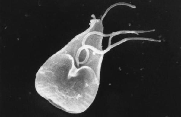 Трофозит паразита — его вегетативная, активная стадия